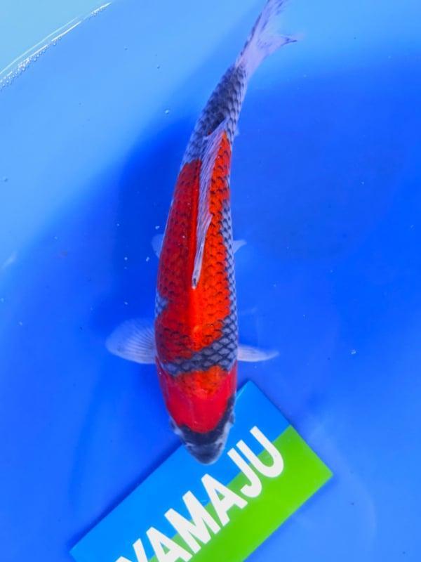 HQ Goshiki van  Yamaju  37cm (Japanse Koi), Dieren en Toebehoren, Vissen | Vijvervissen, Karper of Koi