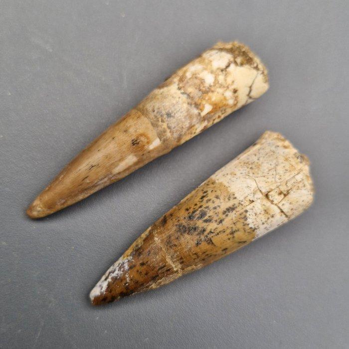 Dinosaurus - Fossiele tanden - Spinosaurus aegyptiacus - 65, Verzamelen, Mineralen en Fossielen