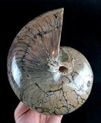 Uitstekende nautilus!!! - indrukwekkende kleuren -