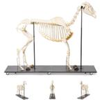 Anatomie model skelet paard (mannelijk), Nieuw, Verzenden