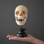 - Prachtige handgesneden menselijke schedel van hout met een