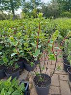 Hydrangea Vannille Fraise Renhy hortensia, Ophalen