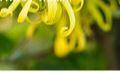 Ylang parfum - geurolie voor melts en kaarsen zeep 20ml, Hobby en Vrije tijd, Ophalen of Verzenden, Nieuw