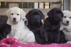 Labrador Pups -  Kies Zorgvuldig / Kies met Stamboom., Nederland, Parvo, 8 tot 15 weken, Labrador retriever