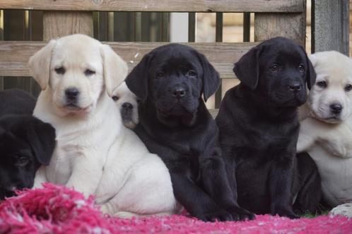 Labrador Pups -  Kies Zorgvuldig / Kies met Stamboom., Dieren en Toebehoren, Honden | Retrievers, Spaniëls en Waterhonden, Meerdere