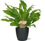 Asplenium Campio - Ø17cm - 50cm + Pot Brussels D18x17cm - A, Verzenden