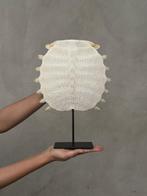 Geen minimumprijs - Prachtige Chinese softshellschildpad op, Antiek en Kunst