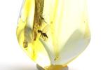 Authentieke Baltische Amber met fossiele insect RARE VLUCHT, Verzamelen