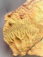 Crinoide - Fossiel skelet - 23 cm - 21 cm (Zonder