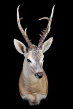 Sibirische Reebok Taxidermie volledige montage - Capreolus, Verzamelen, Nieuw