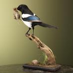 Ekster Taxidermie volledige montage - Pica pica - 42 cm - 20, Nieuw