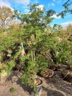 Acer palmatum red pigmy japanse esdoorn, Ophalen