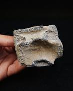 Walvis - Fossiel wervelbot - Balaenoptera acutorostrata