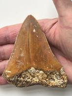 Megalodon tand 9,6 cm - Fossiele tand - Carcharocles, Antiek en Kunst, Curiosa en Brocante
