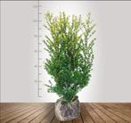 Ilex Crenata Green Hedge / Japanse Hulst  100-120 voor €9,99, Tuin en Terras, Planten | Bomen, Zomer, Overige soorten, Volle zon