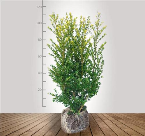 Ilex Crenata Green Hedge / Japanse Hulst  100-120 voor €9,99, Tuin en Terras, Planten | Bomen, Overige soorten, Volle zon, 100 tot 250 cm