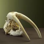 Walrus Schedel Taxidermie Opgezette Dieren By Max, Verzamelen, Dierenverzamelingen, Ophalen of Verzenden, Nieuw, Wild dier, Opgezet dier
