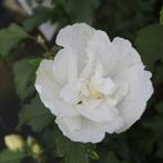 Hibiscus syriacus White Chiffon - 60-70 cm, Ophalen of Verzenden