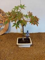 Japanese maple bonsai (Acer palmatum) - Hoogte (boom): 37 cm, Antiek en Kunst