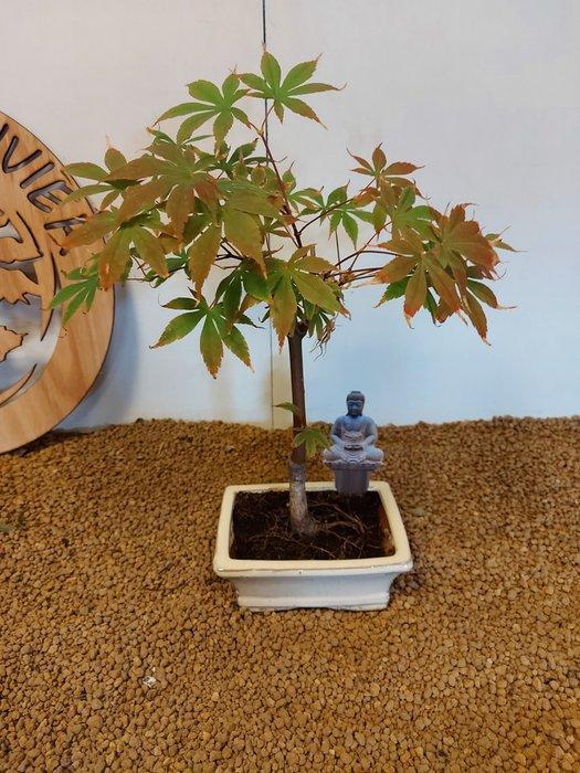Japanese maple bonsai (Acer palmatum) - Hoogte (boom): 37 cm, Antiek en Kunst, Curiosa en Brocante