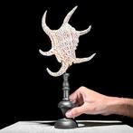 Decoratief ornament (2) - NO RESERVE PRICE - Wonderful set, Antiek en Kunst