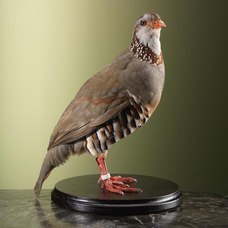 Barbarijse Patrijs Taxidermie Opgezette Dieren By Max, Verzamelen, Dierenverzamelingen, Opgezet dier, Nieuw, Vogel, Ophalen of Verzenden