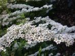 Spiraea spierstruik spirea grefsheim nipponica vanhoutei Tor, Ophalen of Verzenden, Lente, In pot, Minder dan 100 cm
