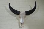 Australian Water Buffalo Schedel - Bubalus bubalis - 30 cm -, Verzamelen, Dierenverzamelingen, Nieuw