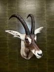 Sabel Antilope  Taxidermie Opgezette Dieren By Max