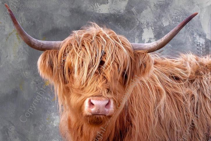 John Joseb Art glasschilderij Schotse Hooglander koe stier, Huis en Inrichting, Woonaccessoires | Schilderijen, Tekeningen en Foto's