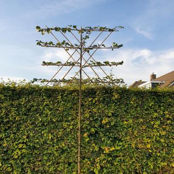 Leilinde - Tilia europaea Pallida - Omtrek: 6-10 cm | Hoog beschikbaar voor biedingen