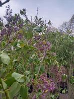 Sering Syringa vulgaris, Tuin en Terras, Ophalen