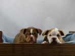 Old English Bulldog pups! t Gezonde type. Mogen direct mee!, Parvo, Nederland, 8 tot 15 weken, Bulldog