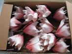 Magnolia foambloem Kort Soft Roze DOOS 12 stuks Magnolia, Huis en Inrichting, Ophalen of Verzenden, Nieuw