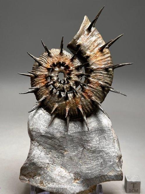 Verbazingwekkende decoratieve stekelige ammoniet -, Verzamelen, Mineralen en Fossielen