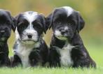 prachtige middelgrote boomer kruising tibetaanse terrier pup, Dieren en Toebehoren, Honden | Niet-rashonden, Parvo, Nederland