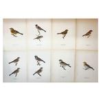 Von Wright brothers - Set of 8 Bird Prints - Emberiza