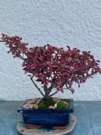 Fuchsia bonsai - Hoogte (boom): 22 cm - Diepte (boom): 26 cm