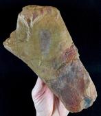 Primitieve spons – uitzonderlijke conservering!!! -, Verzamelen, Mineralen en Fossielen