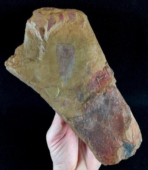 Primitieve spons – uitzonderlijke conservering!!! -, Verzamelen, Mineralen en Fossielen