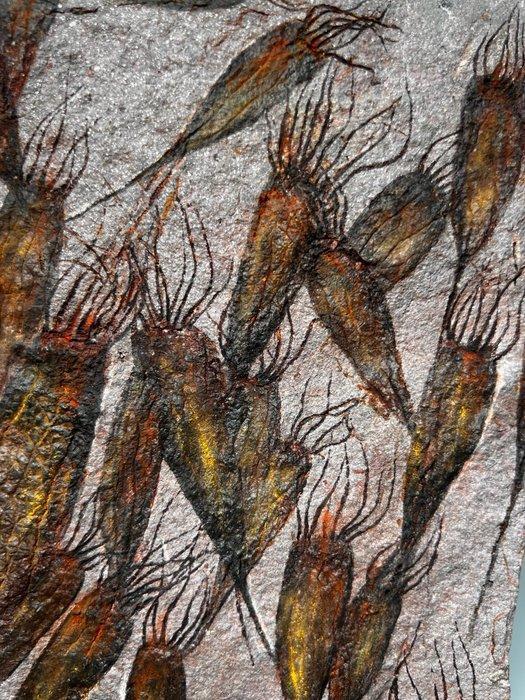 Mooi fossiel met een alien-achtig uiterlijk - 30 specimens -, Verzamelen, Mineralen en Fossielen