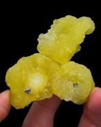 Grappig uitziende citroengele bruciet met goede