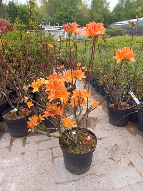 Rhododendron lut. I.s. Azalea, Tuin en Terras, Planten | Bomen, Ophalen