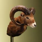Moeflon Taxidermie Opgezette Dieren By Max, Ophalen of Verzenden, Nieuw, Wild dier, Opgezet dier