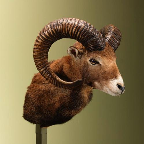 Moeflon Taxidermie Opgezette Dieren By Max, Verzamelen, Dierenverzamelingen, Opgezet dier, Nieuw, Wild dier, Ophalen of Verzenden