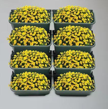 Muurplantenbakset: verticale tuin voor kruiden, groenten, Tuin en Terras, Bloembakken en Plantenbakken, Nieuw, Verzenden