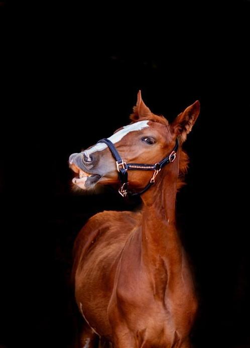 Leren rose gold veulen halster en merrie halster set, Dieren en Toebehoren, Paarden en Pony's | Overige Paardenspullen, Overige soorten