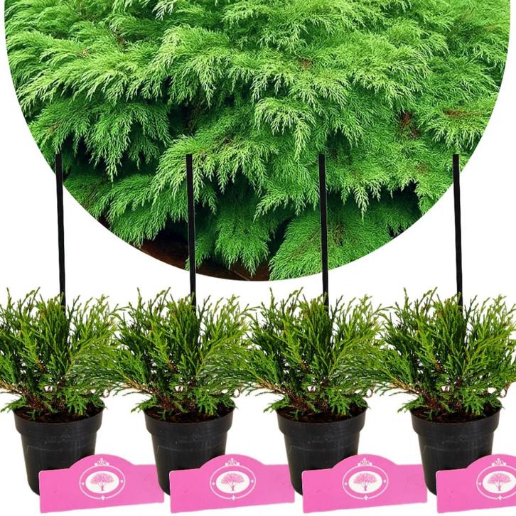 Microbiata decussata – Hoogte 15cm - 9cm pot -, Tuin en Terras, Planten | Fruitbomen, Verzenden