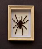 Vogelspin Taxidermie volledige montage - Eurypelme spinicrus