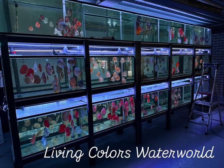 Discusvissen beste kwaliteit discus, Dieren en Toebehoren, Vissen | Aquariumvissen, Zoetwatervis